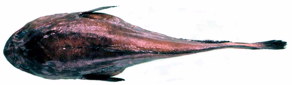Raniceps raninus_33337